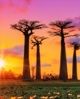 Africa
